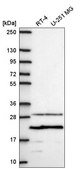 Anti-PMEPA1 antibody produced in rabbit Prestige Antibodies&#174; Powered by Atlas Antibodies, affinity isolated antibody