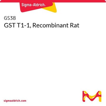 GST T1-1, Recombinant Rat