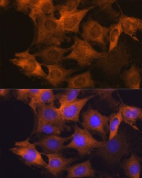 Anti-Hsp90&#946; Antibody, clone 7C6J0, Rabbit Monoclonal