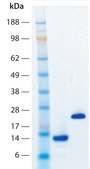 Activin A human recombinant, expressed in HEK 293 cells, HumanKine&#174;, suitable for cell culture