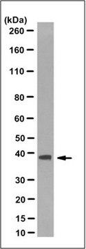 Anti-Rad51 Antibody, clone 3C10 clone 3C10, from mouse