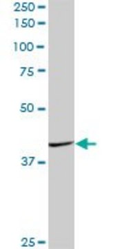 Anti-FAIM3 antibody produced in mouse purified immunoglobulin, buffered aqueous solution