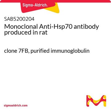 Monoclonal Anti-Hsp70 antibody produced in rat clone 7FB, purified immunoglobulin