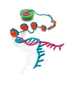 CPGWIZ&#8482; hMLH1 - Methylation specific PCR assay