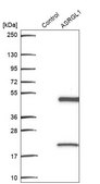 Anti-ASRGL1 antibody produced in rabbit Prestige Antibodies&#174; Powered by Atlas Antibodies, affinity isolated antibody, buffered aqueous glycerol solution