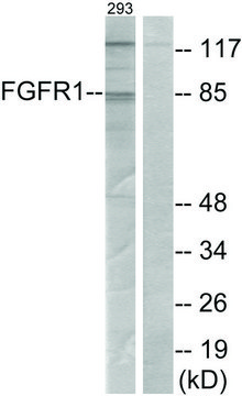 Anti-FGFR1 antibody produced in rabbit affinity isolated antibody