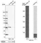 Anti-ARPC1B antibody produced in rabbit Prestige Antibodies&#174; Powered by Atlas Antibodies, affinity isolated antibody, buffered aqueous glycerol solution