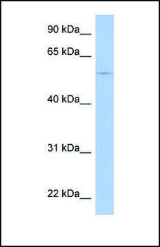 Anti-TRIM58 antibody produced in rabbit affinity isolated antibody