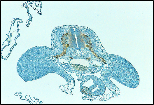 Monoclonal Anti-HNK-1/N-CAM (CD57) antibody produced in mouse clone VC1.1, ascites fluid, buffered aqueous solution