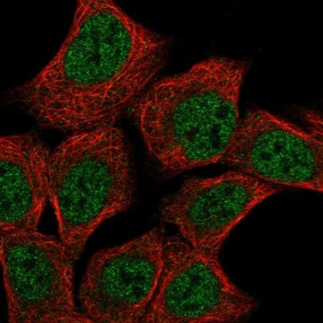 Anti-Dnd1 Antibody Produced In Rabbit Prestige Antibodies&#174; Powered by Atlas Antibodies, affinity isolated antibody, buffered aqueous glycerol solution