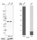 Anti-KYAT3 antibody produced in rabbit Prestige Antibodies&#174; Powered by Atlas Antibodies, affinity isolated antibody, buffered aqueous glycerol solution, Ab1