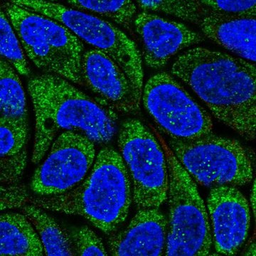Anti-RSAD2 antibody produced in rabbit Prestige Antibodies&#174; Powered by Atlas Antibodies, affinity isolated antibody