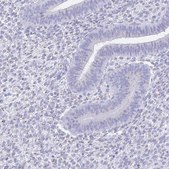 Anti-PAGE4 antibody produced in rabbit Prestige Antibodies&#174; Powered by Atlas Antibodies, affinity isolated antibody, buffered aqueous glycerol solution