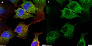 Anti-CD41/ITGA2B Antibody, clone 1F9 ZooMAb&#174; Rabbit Monoclonal recombinant, expressed in HEK 293 cells