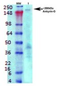 Monoclonal Anti-Eaac1 - Atto 594 antibody produced in mouse clone S180-41, purified immunoglobulin
