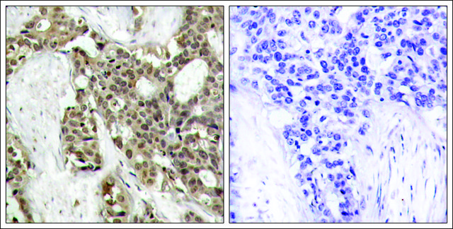 Anti-phospho-MAPK3 (pTyr204) antibody produced in rabbit affinity isolated antibody