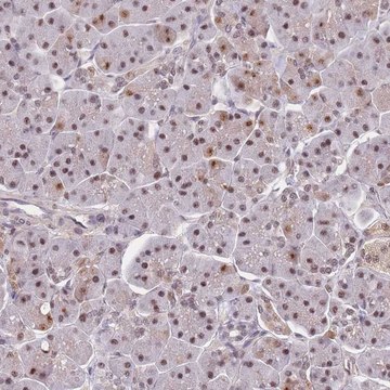 Anti-SNRPA1 antibody produced in rabbit Prestige Antibodies&#174; Powered by Atlas Antibodies, affinity isolated antibody, buffered aqueous glycerol solution