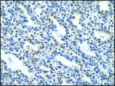 Anti-NR2F2 antibody produced in rabbit affinity isolated antibody