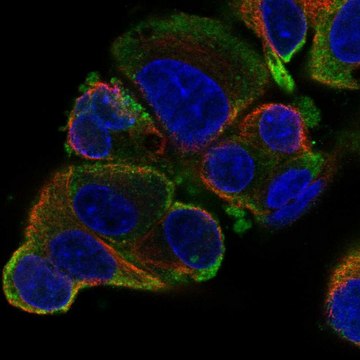Anti-Slc26A6 Antibody Produced In Rabbit Prestige Antibodies&#174; Powered by Atlas Antibodies, affinity isolated antibody, buffered aqueous glycerol solution