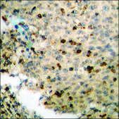 Anti-phospho-Coagulation Factor III (pSer290) antibody produced in rabbit affinity isolated antibody
