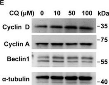 Monoclonal Anti-Cyclin A antibody produced in mouse clone CY-A1, ascites fluid