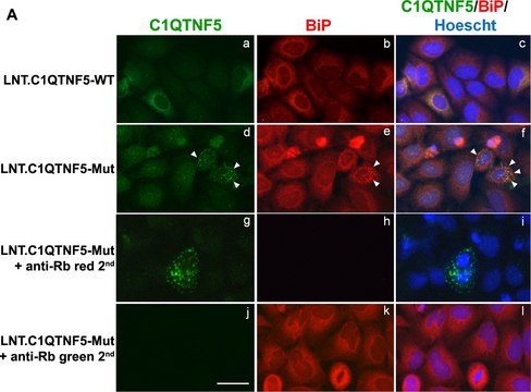 Anti-GRP78/BiP (GL-19) antibody produced in rabbit IgG fraction of antiserum, buffered aqueous solution