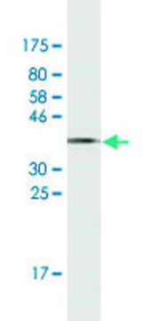 Monoclonal Anti-RPS19 antibody produced in mouse clone 3C6, ascites fluid