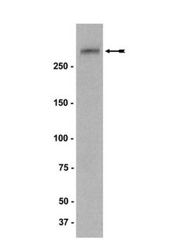 Anti-NG2 Antibody, clone 132.38 clone 132.38, Upstate&#174;, from mouse