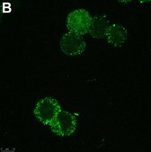 Anti-SCN2A Antibody, clone 3F19 ZooMAb&#174; Rabbit Monoclonal recombinant, expressed in HEK 293 cells
