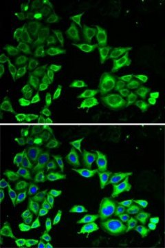 Anti-AMPK alpha 1 antibody produced in rabbit