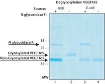 VEGF165 recombinant, expressed in HEK 293 cells, suitable for cell culture