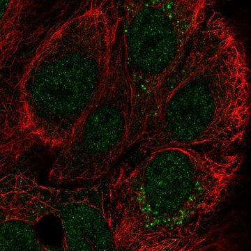 Anti-CCDC144A antibody produced in rabbit Prestige Antibodies&#174; Powered by Atlas Antibodies, affinity isolated antibody