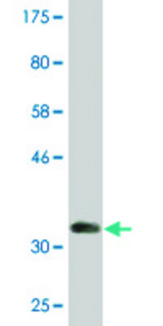Monoclonal Anti-DHRS2, (C-terminal) antibody produced in mouse clone 1F10, purified immunoglobulin, buffered aqueous solution