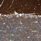 Anti-STXBP1 antibody produced in rabbit affinity isolated antibody, buffered aqueous glycerol solution