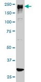 Monoclonal Anti-ARID1B antibody produced in mouse clone 2D2, purified immunoglobulin, buffered aqueous solution