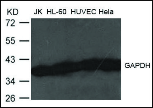 Anti-GAPDH antibody produced in rabbit affinity isolated antibody