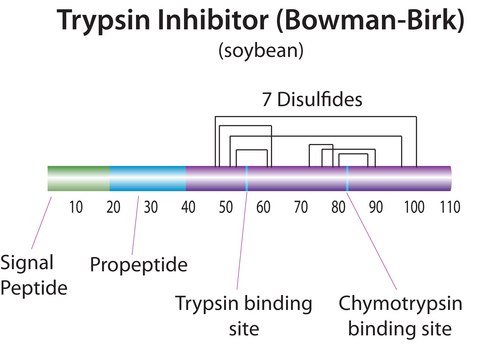 Trypsin-chymotrypsin inhibitor from Glycine max (soybean) lyophilized powder