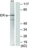 Anti-Estrogen Receptor-&#945;, C-Terminal antibody produced in rabbit affinity isolated antibody