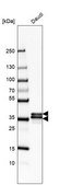 Anti-HNRNPA2B1 antibody produced in rabbit Prestige Antibodies&#174; Powered by Atlas Antibodies, affinity isolated antibody