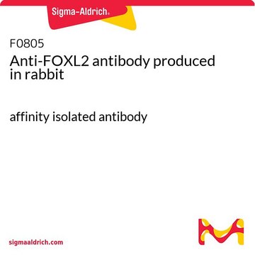 Anti-FOXL2 antibody produced in rabbit affinity isolated antibody