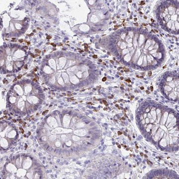 Anti-PUS7L antibody produced in rabbit Prestige Antibodies&#174; Powered by Atlas Antibodies, affinity isolated antibody, buffered aqueous glycerol solution