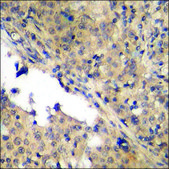 Anti-phospho-Bax (pSer184) antibody produced in rabbit affinity isolated antibody