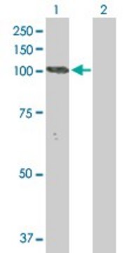 Anti-NLGN3 antibody produced in rabbit purified immunoglobulin, buffered aqueous solution