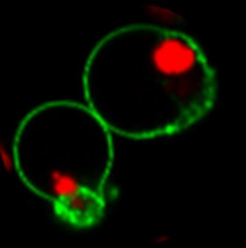 BioTracker NucView&#174; 530 Red Caspase-3 Dye (PBS) Live cell imaging apoptosis dye for caspase-3/7 enzyme activity used to detect programmed cell death using fluorescence microscopy or flow cytometry applications.