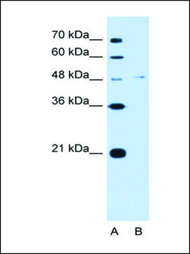 Anti-OLFM4 antibody produced in rabbit IgG fraction of antiserum