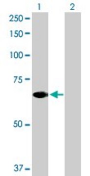 Anti-STAM2 antibody produced in rabbit purified immunoglobulin, buffered aqueous solution