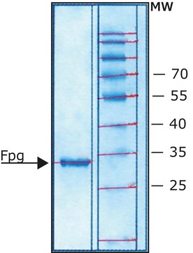 Fpg Protein from Escherichia coli &#8805;90% (SDS-PAGE), buffered aqueous glycerol solution, &gt;20,000&#160;units/mg protein, suitable for genomic analysis