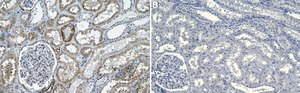 Anti-Caveolin-2 Antibody, clone 1K15 ZooMAb&#174; Rabbit Monoclonal recombinant, expressed in HEK 293 cells