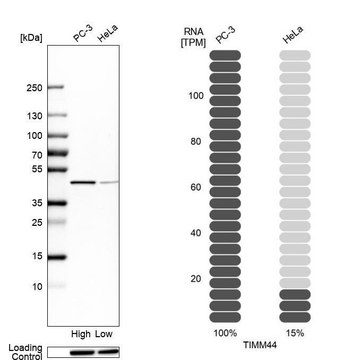 Anti-TIMM44 antibody produced in rabbit Prestige Antibodies&#174; Powered by Atlas Antibodies, affinity isolated antibody, buffered aqueous glycerol solution