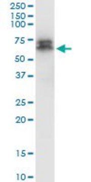 Monoclonal Anti-PDPK1, (C-terminal) antibody produced in mouse clone 2E2, purified immunoglobulin, buffered aqueous solution